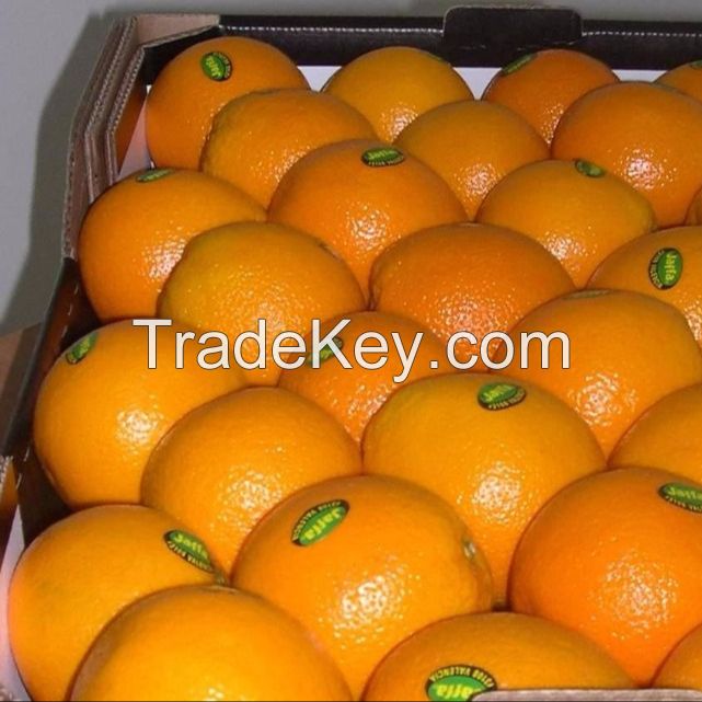 Fresh Naval and Valencia Oranges South African Oranges Origin