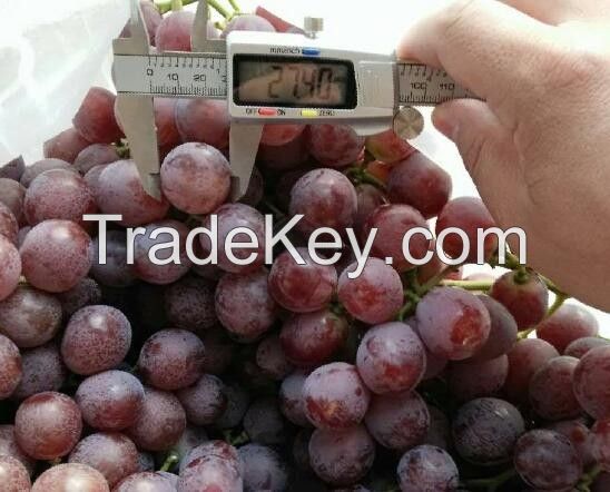 Fresh Red, Green globe Seedless Grapes