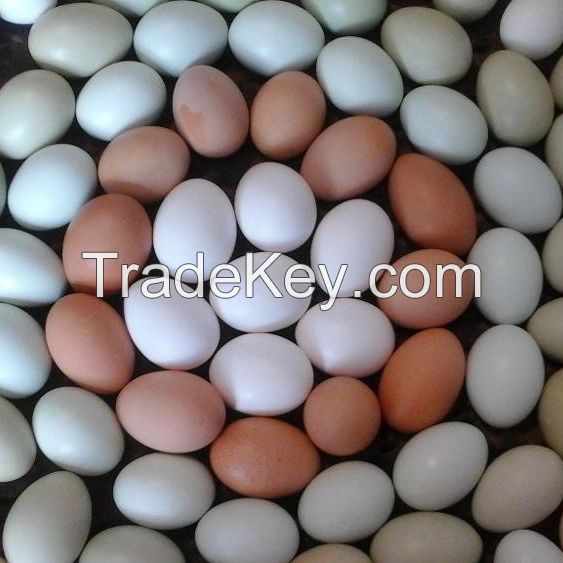 Fresh Table Chicken eggs white brown eggs