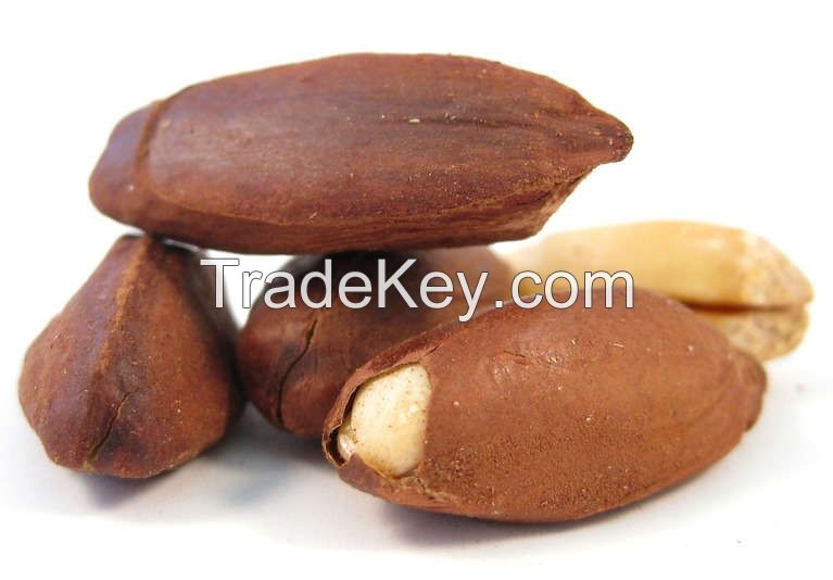 High Quality Pili Nuts