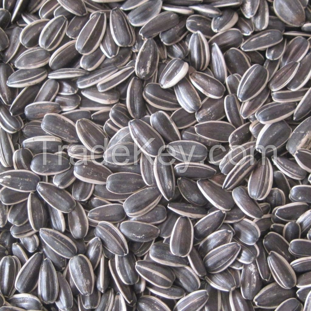 sunflower seeds type 5135 high quality from Inner Mongolia