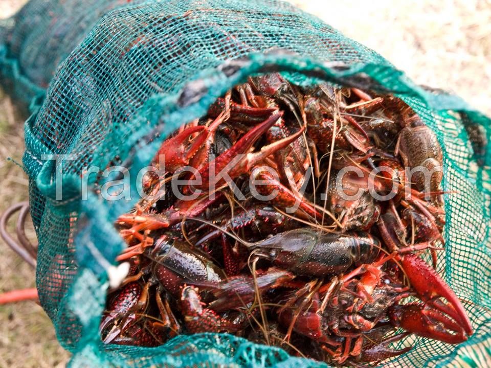 Frozen crawfish / Live  Crawfish