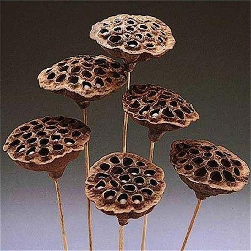 Dried Natural Arrangements Decoration Lotus Seedpod Head Shell Herbal Medicine Wholesaler Exporter Supplier