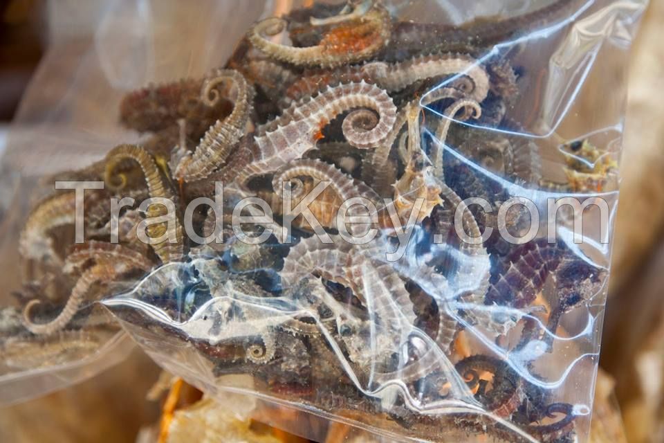 QUALITY DRIED SEAHORSE FOR SALE