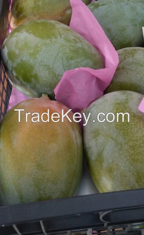 Fresh Keitt and Kent Mangoes