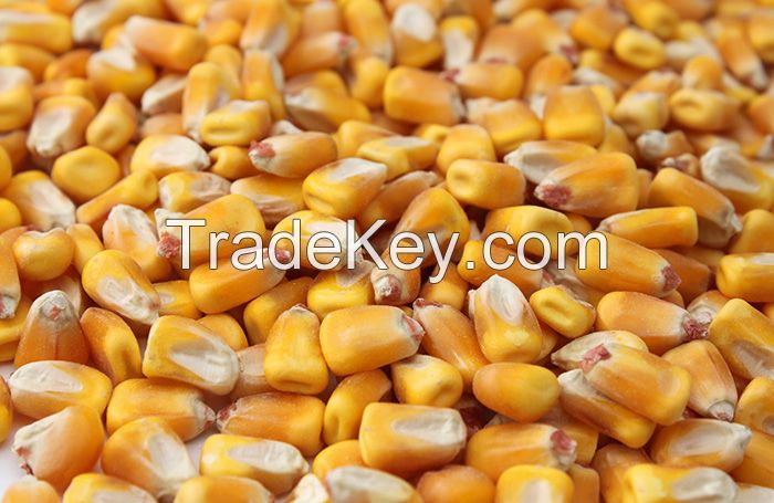 best  quality grade yellow corn grains