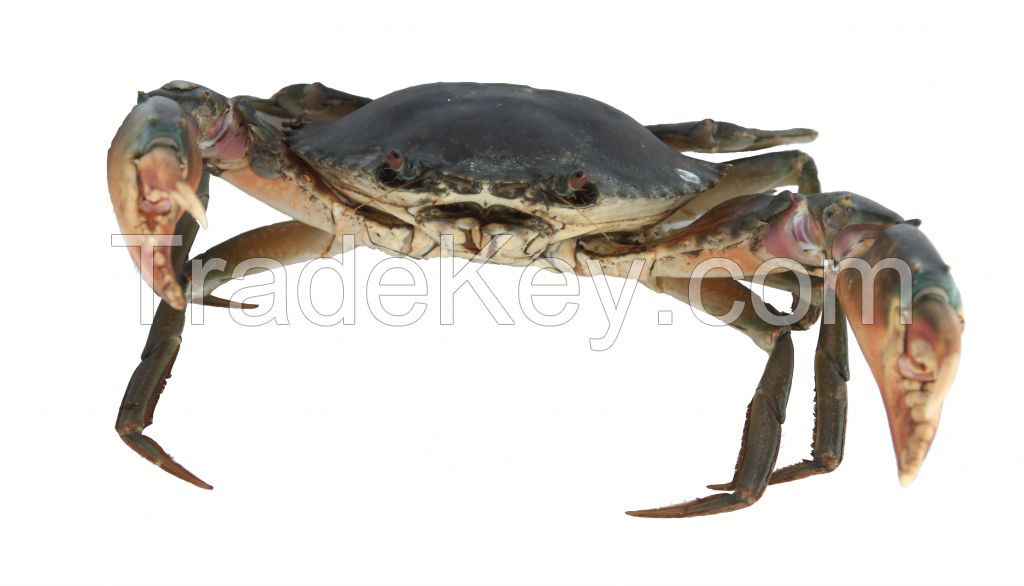 Mud Crab