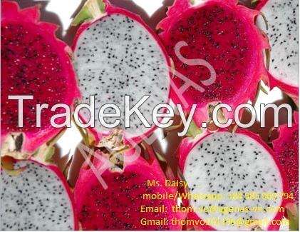 Dragon Fruits from Viet Nam