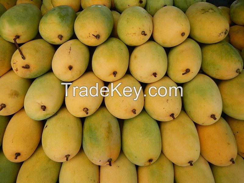 Hoa Loc Mango from Viet Nam