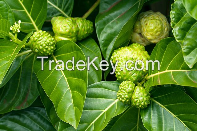 Noni Fruit Powder from Vietnam with high quality