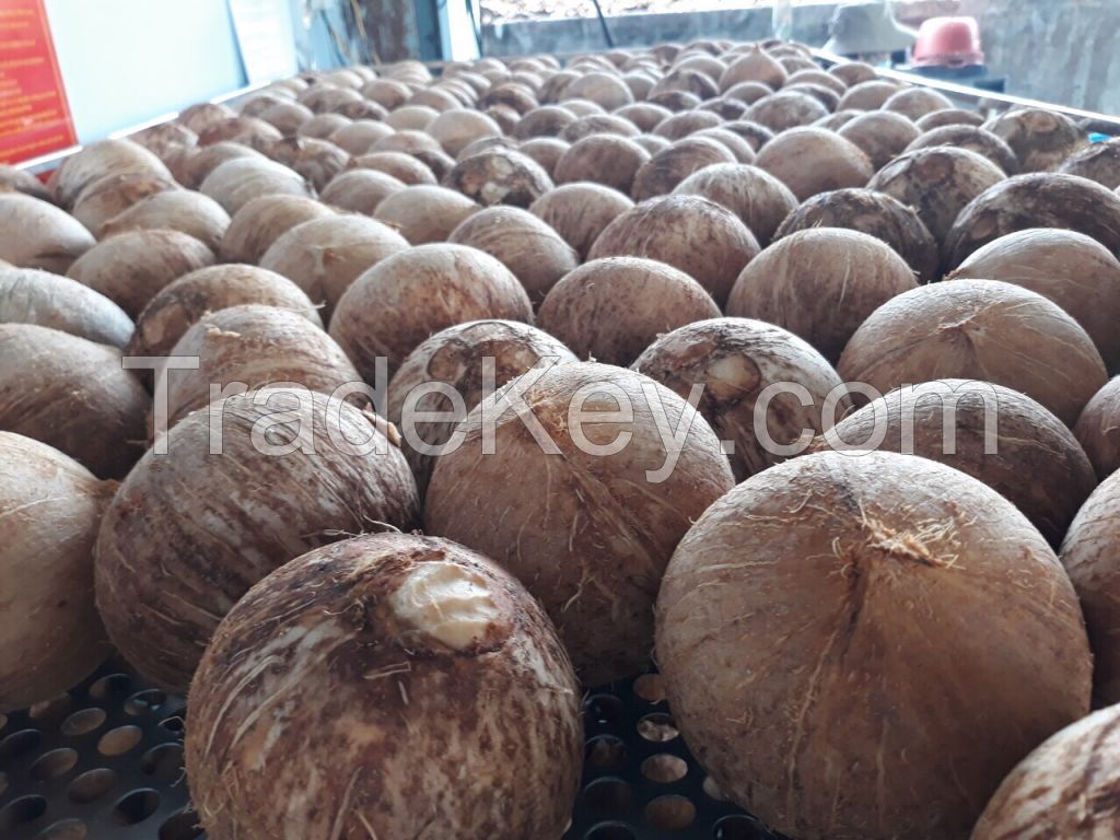 Vietnam matured coconut with competitive price from Vietnam