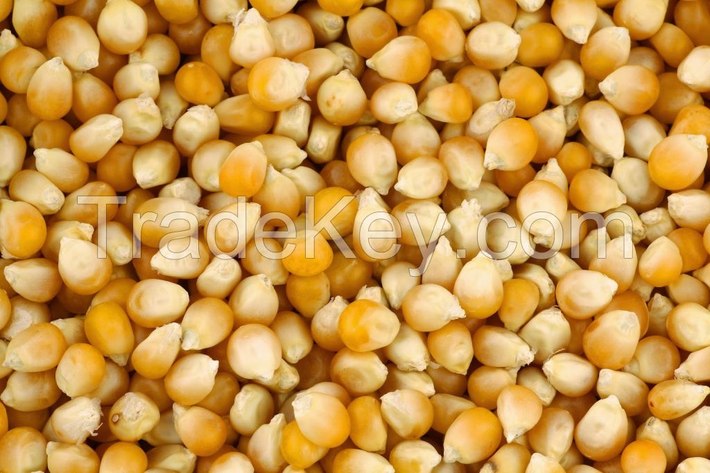 Dried Corn Kernel with competitive price