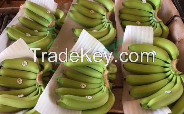 cavendish bananas from vietnam with high quality and best price
