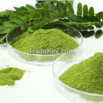 Natural Moringa Leaf Powder with ISO Certificate