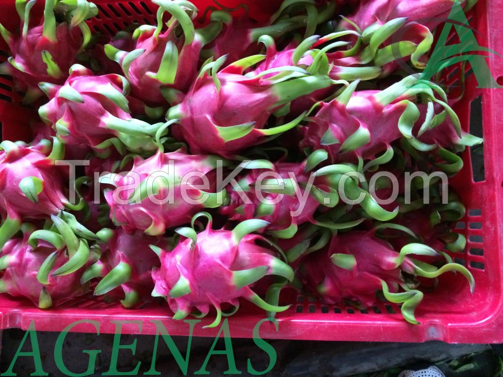 Fresh Dragon Fruit From Viet Nam With High Quality