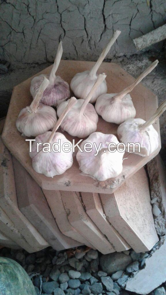 Selling Organic Garlic from Uzbekistan