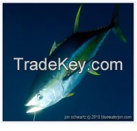 Tuna Fish Yellow Fin