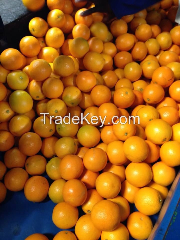Valencia Orange from South Africa