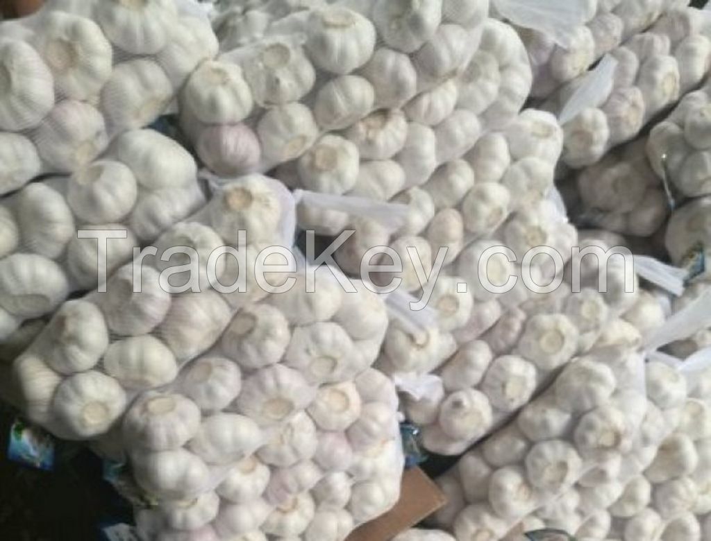 Buy Grade AA+Pure Natural Fresh White Garlic