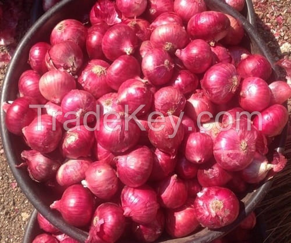 Grade AA+ Top Quality Red Onion Available