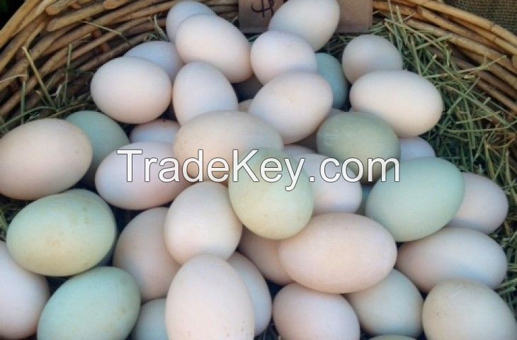 Fertile Parrot Eggs