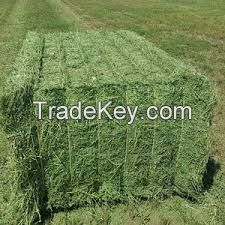 Top Quality Animal Feed Alfafa Hay/ Stuff Alfalfa / Alfalfa Hay