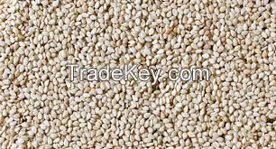 99% Natural White Sesame Seed at Wholesale Price