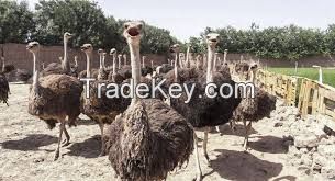 Healthy Vaccinated Ostrich Chicks/ 2-6 Months Ostrich Chicks Available