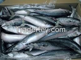 New Arrival Frozen Mackerel, Horse mackerel fish For Export