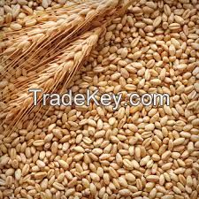 Wheat, Soybean seed, Rapeseed, Sunflower seed, Yellow corn etc