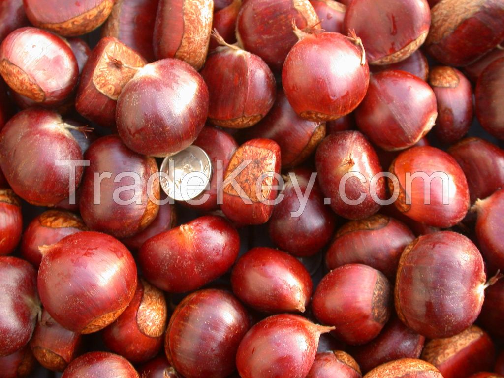 New Crop Organic Bulk Fresh Chestnuts for sale