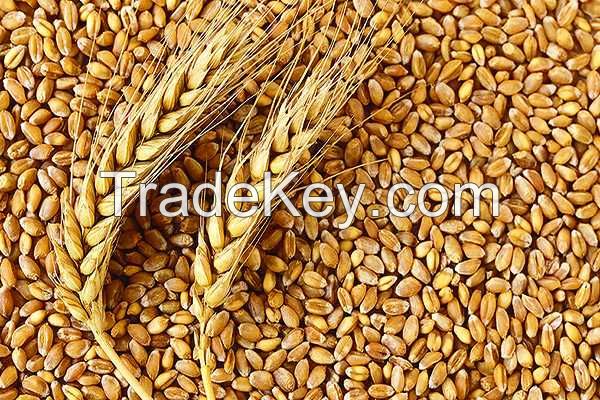 Organic Feed Wheat