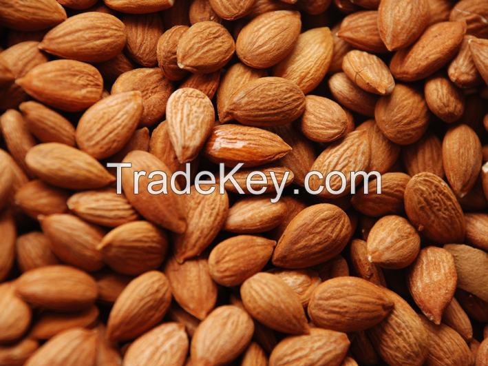 Dried Blanched  Apricot Kernels