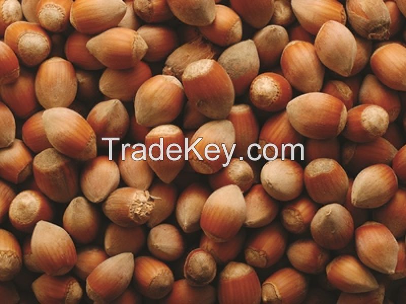 Raw Natural Roasted and 100% Organic whole hazelnuts fresh