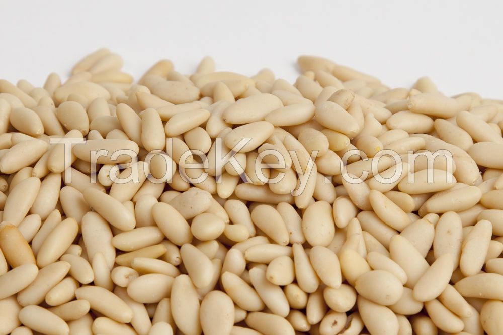 Best Quality Pine Nuts In Shell