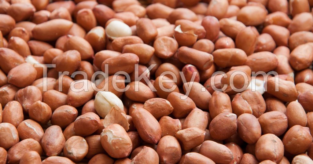 HOT SALE- BEST QUALITY PEANUTS