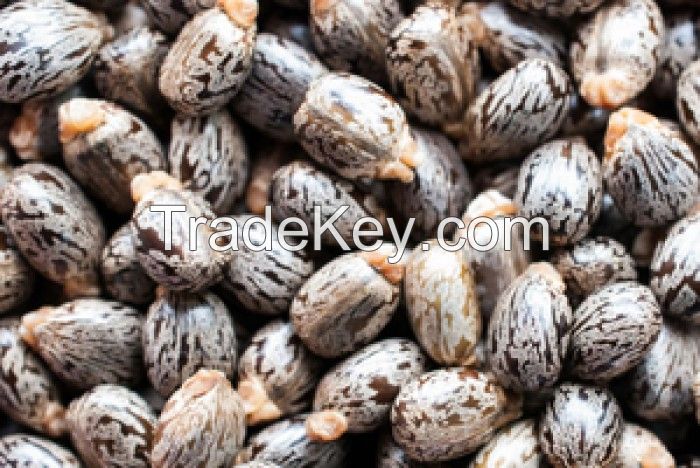 High Quality Castor Seeds