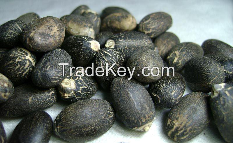 High Quality Crude Jatropha Seeds and Jatropha Oil