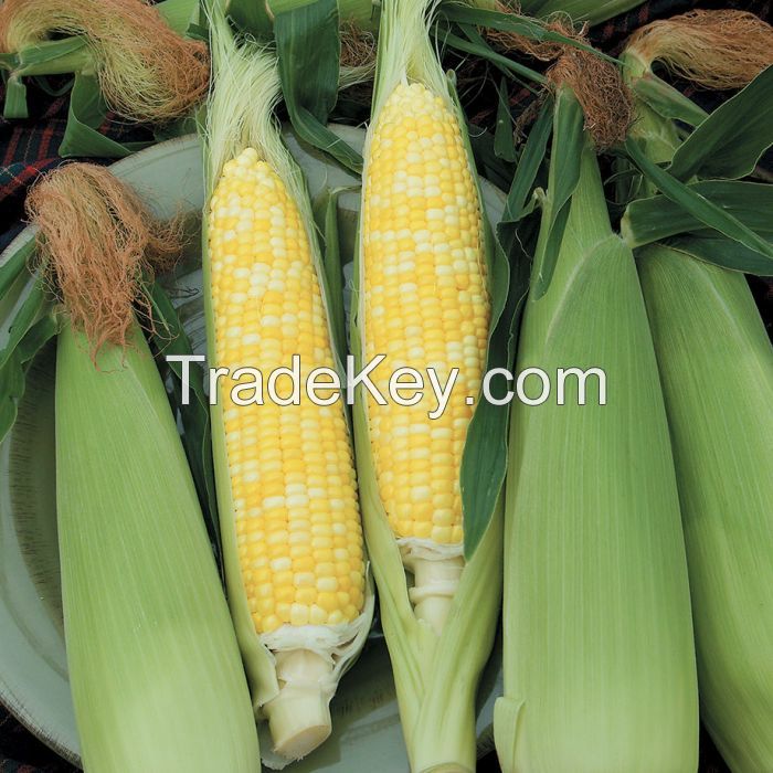 Premium quality air dried yellow corn