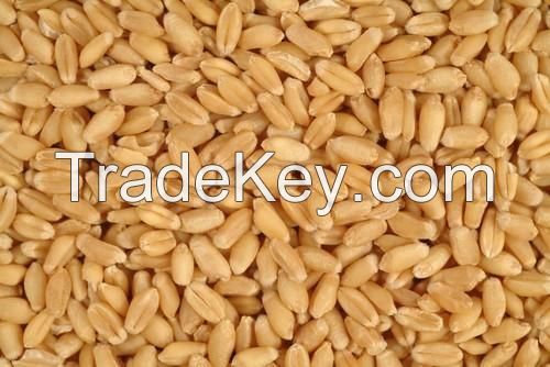 Fresh quality wheat