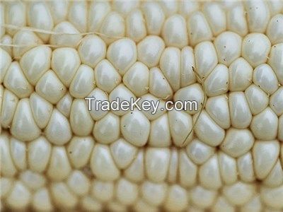 Best Grade White Corn