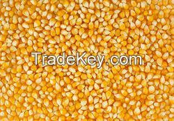 Top quality yellow corn