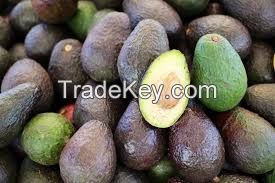 Good quality Fresh Avocado at best price