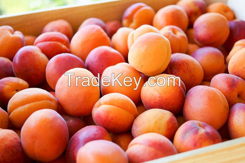 Best taste fresh apricot
