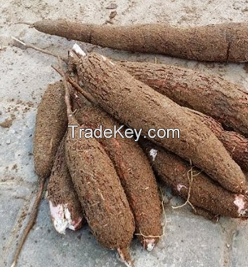 Fresh Cassava