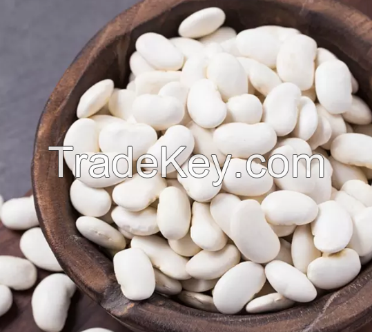navy white kidney bean