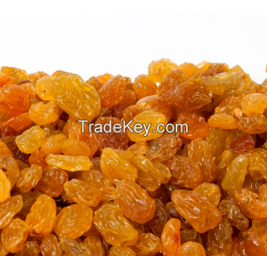 Wholesale Premium Quality Sweet Dried jumbo Golden Raisin