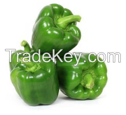 Fresh Capsicum