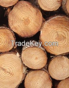 Pine wood logs and timber