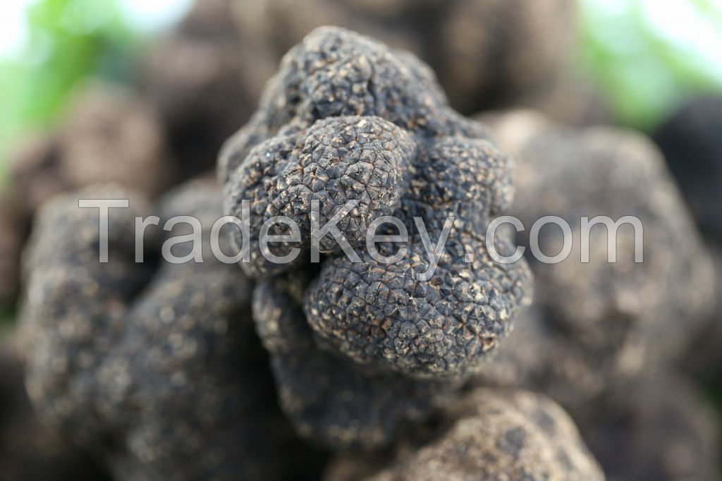 Black truffle Yunnanese (Tuber indicum)